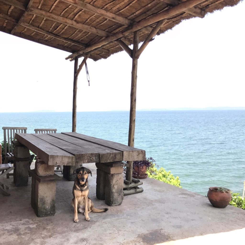 A dog by the water in Uganda