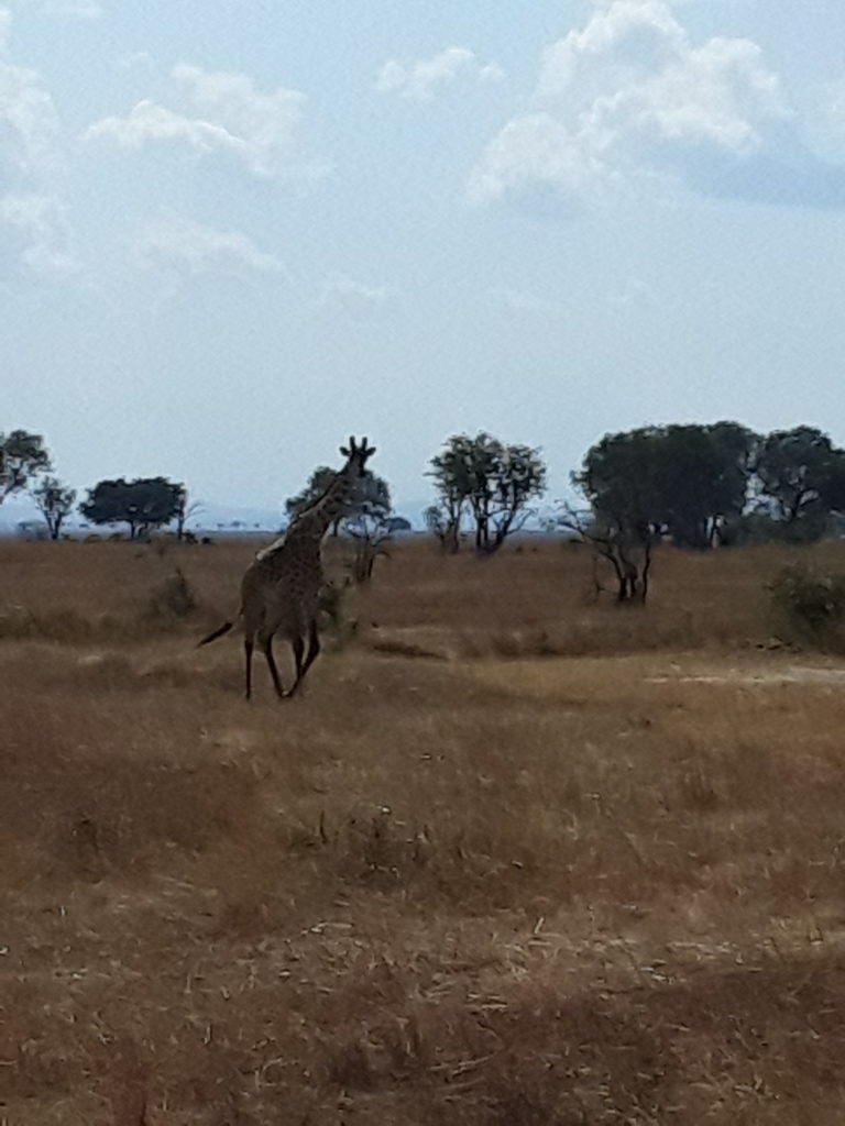A giraffe on a plain