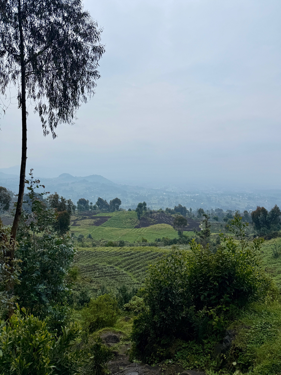 Landscape of foggy tropical africa